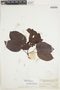 Bignonia aequinoctialis L., COLOMBIA, Herb. H. Smith 1143, F