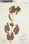 Bignonia aequinoctialis L., BRAZIL, G. T. Prance 1335, F
