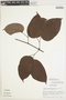 Bignonia aequinoctialis L., BRAZIL, 11860, F