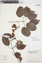 Bignonia aequinoctialis L., BOLIVIA, L. Besse 1777, F
