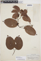 Bignonia aequinoctialis L., PERU, G. Klug 4268, F