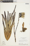 Vriesea oligantha (Baker) Mez, Brazil, H. S. Irwin 27862, F