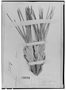 Field Museum photo negatives collection; Genève specimen of Vellozia cryptantha Seub., BRAZIL, G. Gardner 5220, Type [status unknown], G
