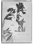 Field Museum photo negatives collection; Genève specimen of Bomarea selacea (Ruíz & Pav.) Herb., PERU, H. Ruíz L., Type [status unknown], G