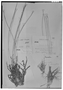 Field Museum photo negatives collection; Genève specimen of Eriocaulon brevifolium Klotzsch ex Körn., GUYANA, R. H. Schomburgk 107, Isotype, G