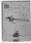 Field Museum photo negatives collection; Genève specimen of Paepalanthus arechavaletae Körn., URUGUAY, J. Arechavaleta, Type [status unknown], G