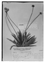 Field Museum photo negatives collection; Genève specimen of Paepalanthus funckianus Körn., VENEZUELA, N. Funck 809, Type [status unknown], G