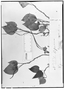 Field Museum photo negatives collection; Genève specimen of Peperomia crypticola C. DC., BRAZIL, L. B. Damazio 1831, Type [status unknown], G