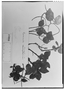 Field Museum photo negatives collection; Genève specimen of Peperomia damazii C. DC., BRAZIL, L. B. Damazio 1710, Type [status unknown], G