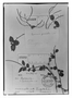 Field Museum photo negatives collection; Genève specimen of Peperomia parcifolia C. DC., BRAZIL, L. B. Damazio 1712, Type [status unknown], G