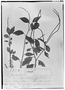 Field Museum photo negatives collection; Genève specimen of Peperomia subrubricaulis C. DC., BRAZIL, L. B. Damazio 1724, Type [status unknown], G