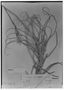 Field Museum photo negatives collection; Genève specimen of Tillandsia arhiza Mez, PARAGUAY, B. Balansa 4747, Isotype, G