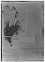 Field Museum photo negatives collection; Genève specimen of Tillandsia capillaris Ruíz & Pav., PERU, H. Ruíz L., Isotype, G