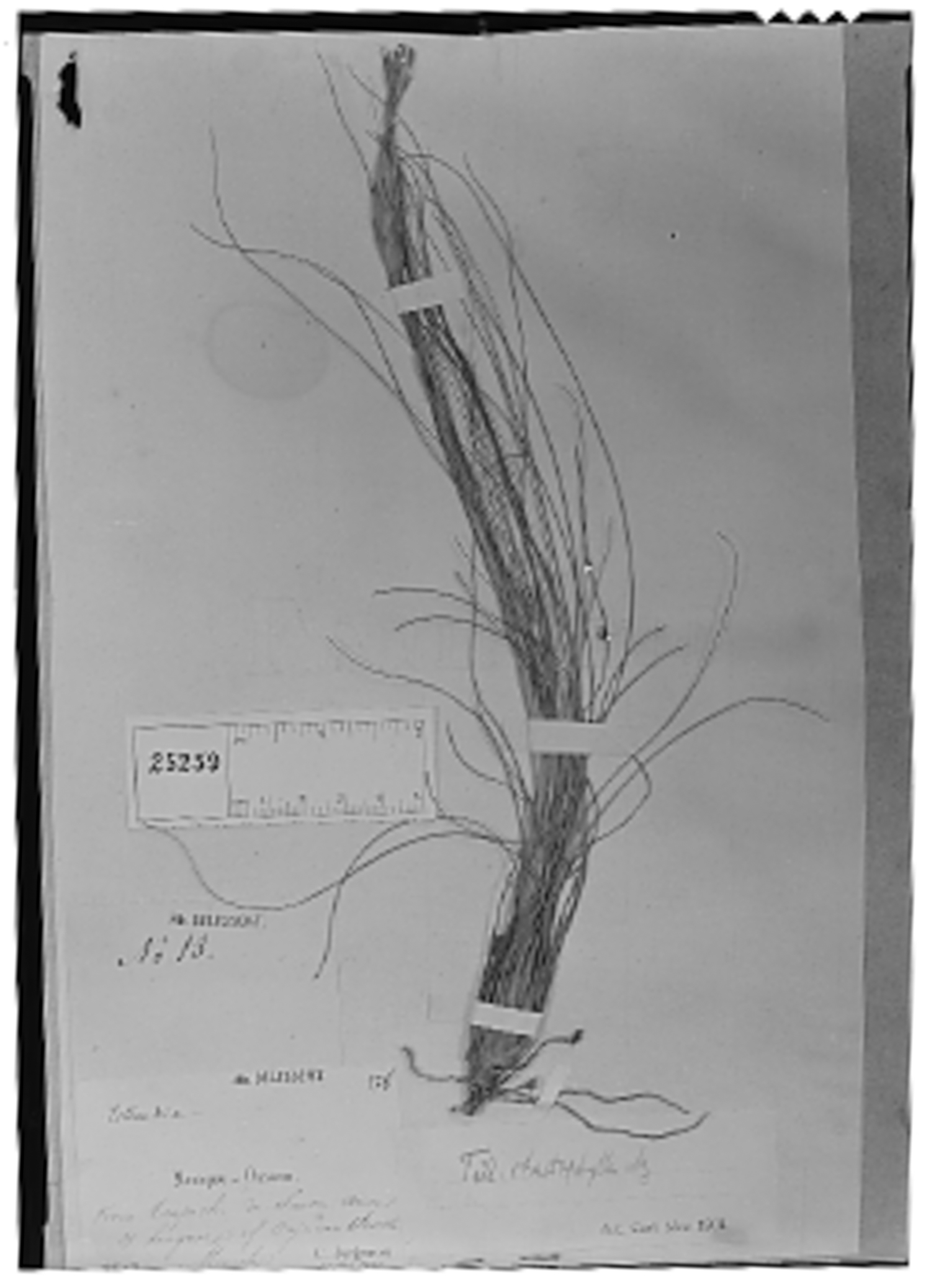 Tillandsia chaetophylla image