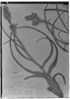 Field Museum photo negatives collection; Genève specimen of Tillandsia intermedia Mez, MEXICO, E. Langlassé 370, Holotype, G