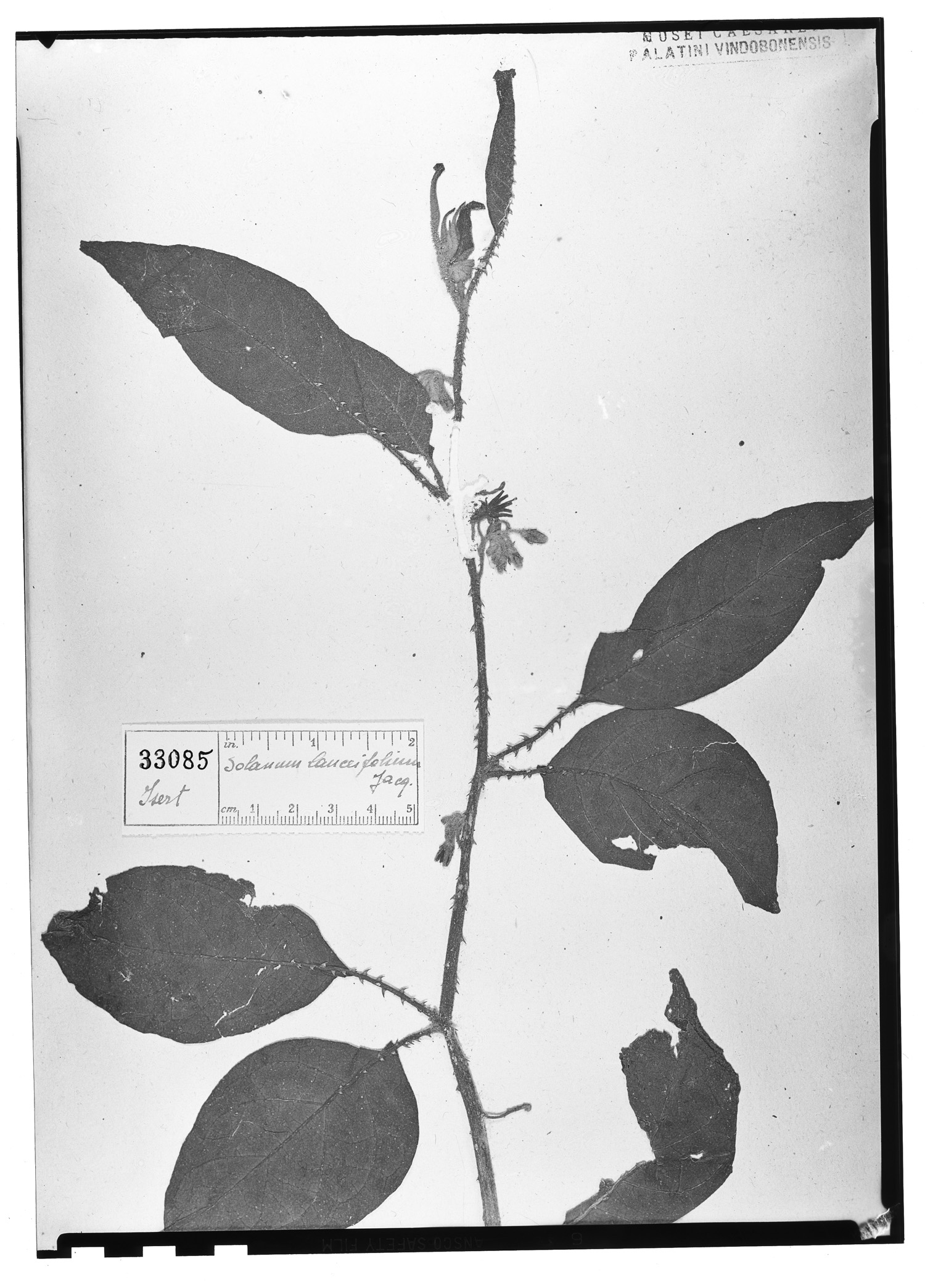 Solanum lanceifolium image