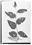 Field Museum photo negatives collection; Wien specimen of Solanum schlechtendalianum Walp., MEXICO, H. G. Galeotti 1159, W
