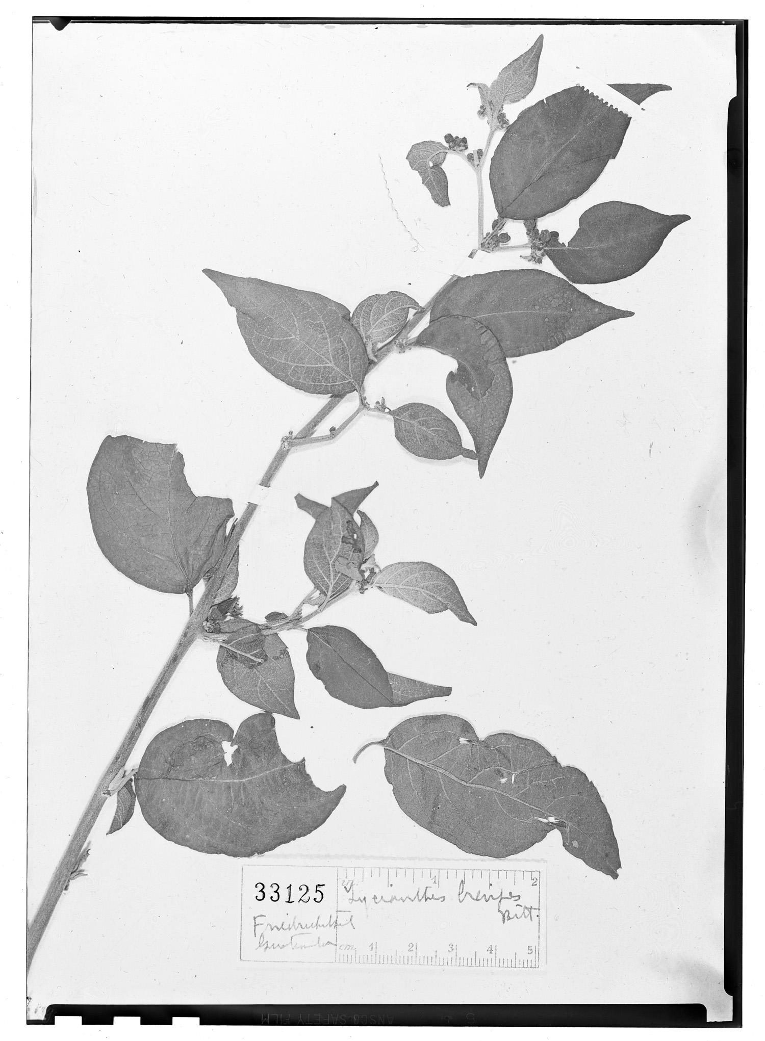 Lycianthes multiflora image