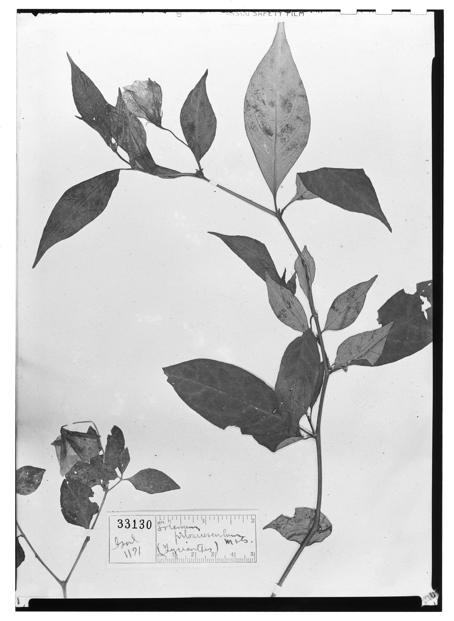 Lycianthes pilifera var. pilosiuscula image