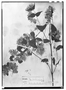 Field Museum photo negatives collection; Wien specimen of Brickellia orizabensis Klatt, MEXICO, Mueller 1293, Type [status unknown], W