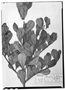 Field Museum photo negatives collection; Wien specimen of Baccharis schomburgkii Klatt, BRITISH GUIANA [Guyana], Schomburgk 707, Type [status unknown], W