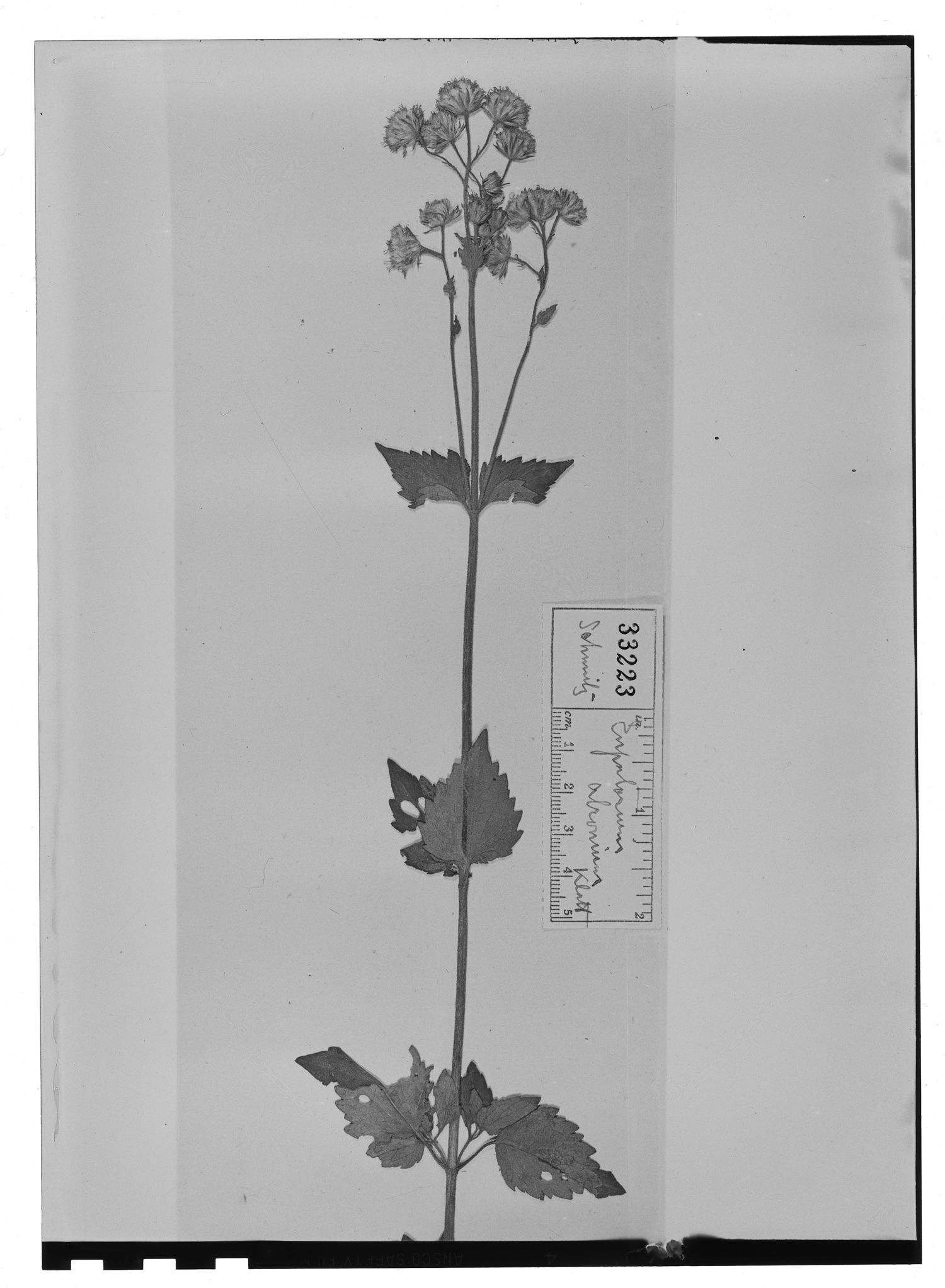 Ageratina prunellaefolia image