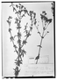 Field Museum photo negatives collection; Wien specimen of Eupatorium fasciculare Poepp., PERU, E. F. Poeppig 1660, Type [status unknown], W