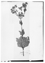 Field Museum photo negatives collection; Wien specimen of Eupatorium fraternum DC., PERU, E. F. Poeppig 2075, Type [status unknown], W