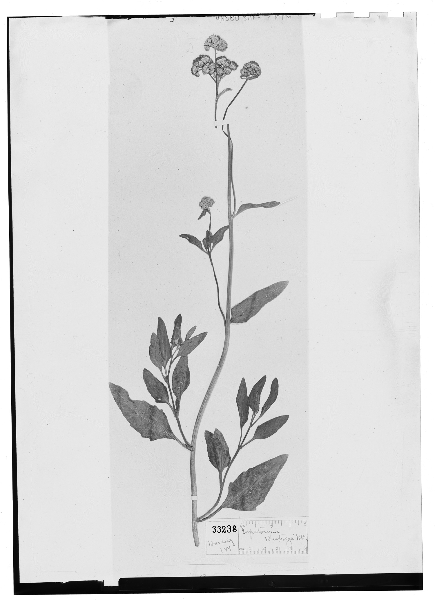 Conoclinium betonicifolium image