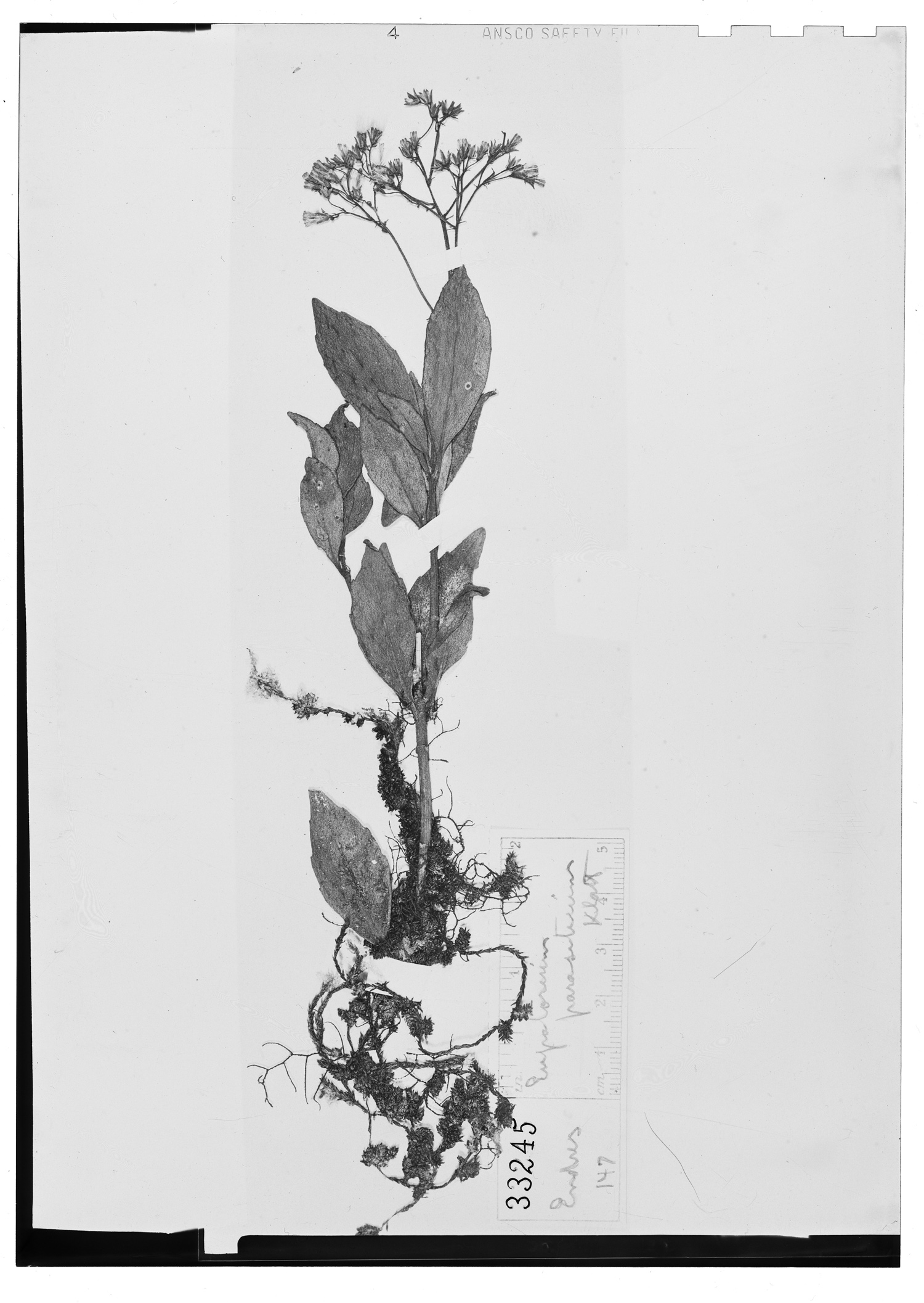 Neomirandea parasitica image