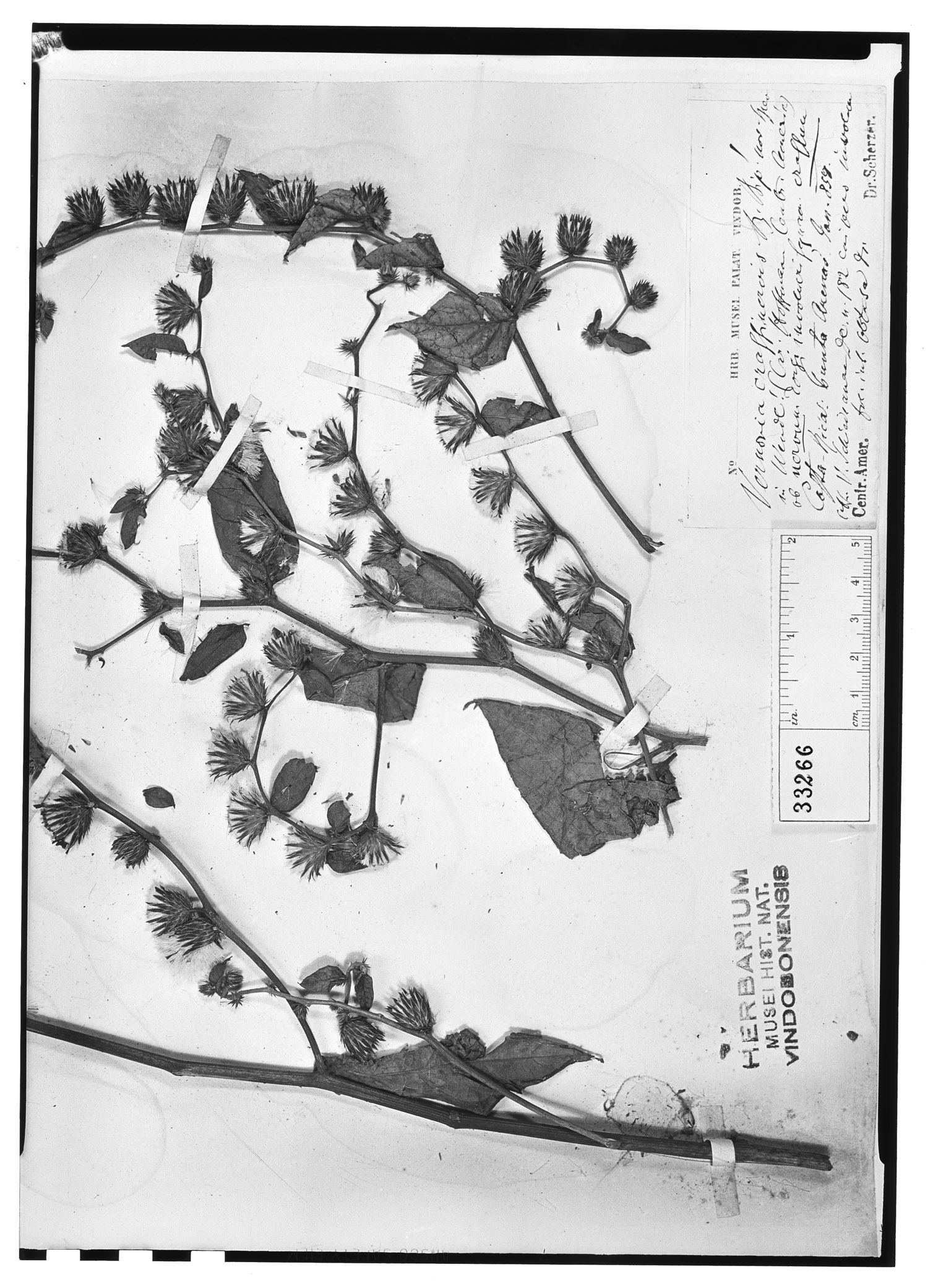 Lepidaploa gnaphaliifolia image