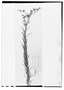 Field Museum photo negatives collection; Wien specimen of Vernonia squarrosa Less., URUGUAY, F. Sellow, Type [status unknown], W