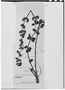Field Museum photo negatives collection; Genève specimen of Peperomia marcoana C. DC., BRAZIL, L. B. Damazio 1824, Type [status unknown], G