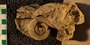 PE 4344 fossil