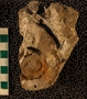 PE 4345 fossil