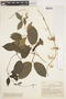 Dolichandra uncata (Andrews) L. G. Lohmann, COLOMBIA, A. Dugand G. 784, F