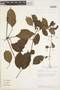 Dolichandra uncata (Andrews) L. G. Lohmann, PERU, A. H. Gentry 52236, F