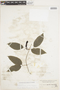 Dolichandra uncata (Andrews) L. G. Lohmann, COLOMBIA, Herb. H. Smith 751, F