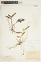 Epidendrum floridense image