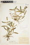 Epidendrum floridense image