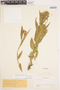 Asclepias mellodora A. St.-Hil., URUGUAY, H. H. Bartlett 20917, F