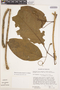 Bignonia hyacinthina (Standl.) L. G. Lohmann, BOLIVIA, E. Wade Davis 1206, F