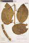 Bignonia hyacinthina (Standl.) L. G. Lohmann, PERU, E. Wade Davis 1322, F