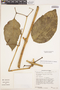 Bignonia hyacinthina (Standl.) L. G. Lohmann, PERU, E. Wade Davis 1322, F