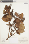 Gaultheria cordifolia Kunth, Colombia, J. Cuatrecasas 26455, F