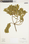 Monnina crassifolia (Bonpl.) Kunth, Colombia, J. Cuatrecasas 27544, F