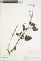 Heliotropium indicum L., Colombia, J. Cuatrecasas 28961, F
