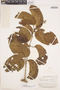Bignonia sordida (Bureau & K. Schum.) L. G. Lohmann, Guyana, A. C. Smith 2847, F