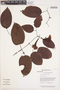 Bignonia aequinoctialis L., Guyana, T. McDowell 3339, F