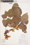 Bignonia aequinoctialis L., Bolivia, M. Nee 36128, F